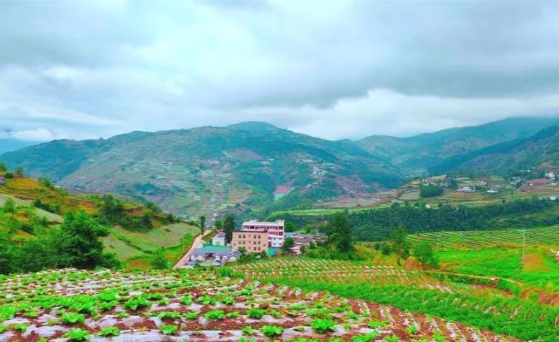 綠色無(wú)公害蔬菜種植基地。黃安菊供圖