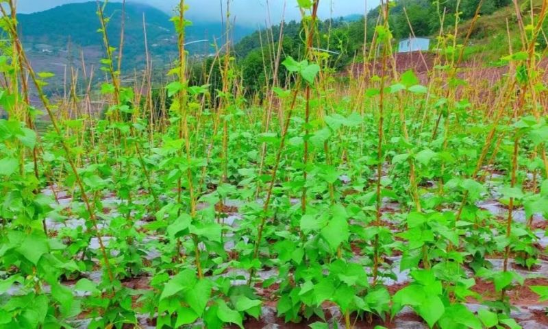 綠色無(wú)公害蔬菜種植基地里的蔬菜長(zhǎng)勢(shì)喜人。黃安菊供圖