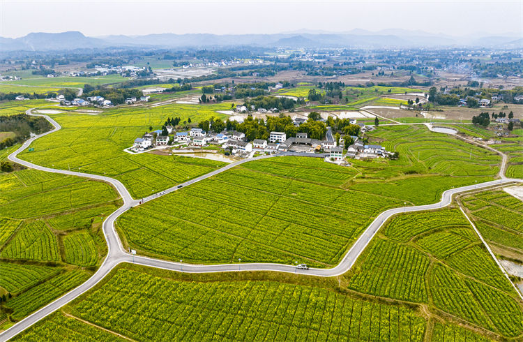 廣安區(qū)花橋鎮(zhèn)糧油基地。廣安區(qū)委宣傳部供圖