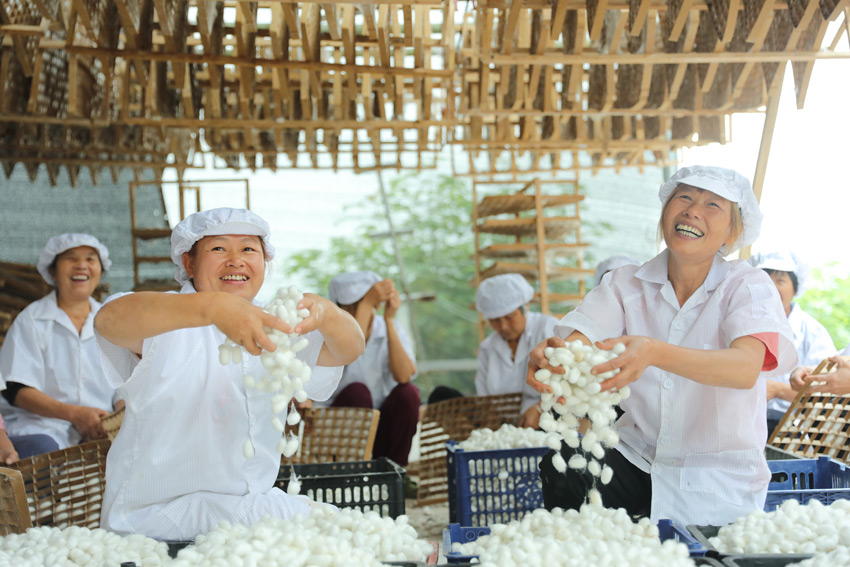 蠶繭又大又白，蠶農(nóng)喜上眉梢。高坪區(qū)委宣傳部供圖