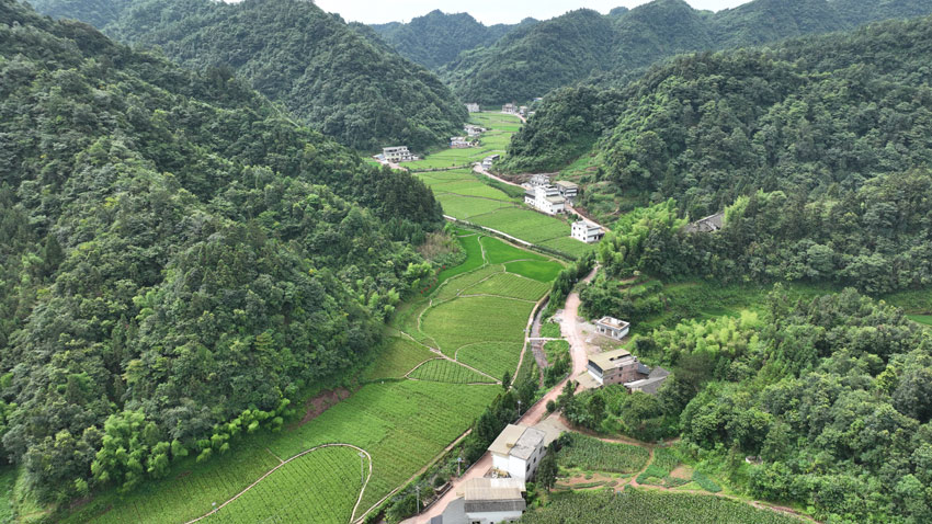 古藺縣的趕黃草種植基地。古藺縣委宣傳部供圖