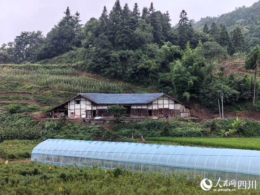 趕黃草基地里的育苗大棚。人民網(wǎng)記者 劉海天攝