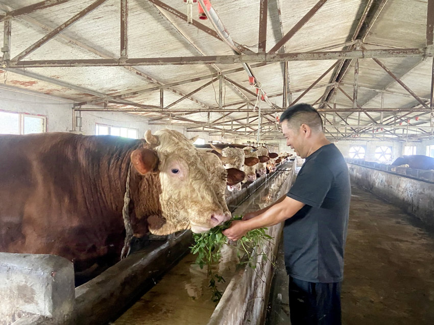 高建濤的高老莊農(nóng)場。綿竹市煙草專賣局供圖