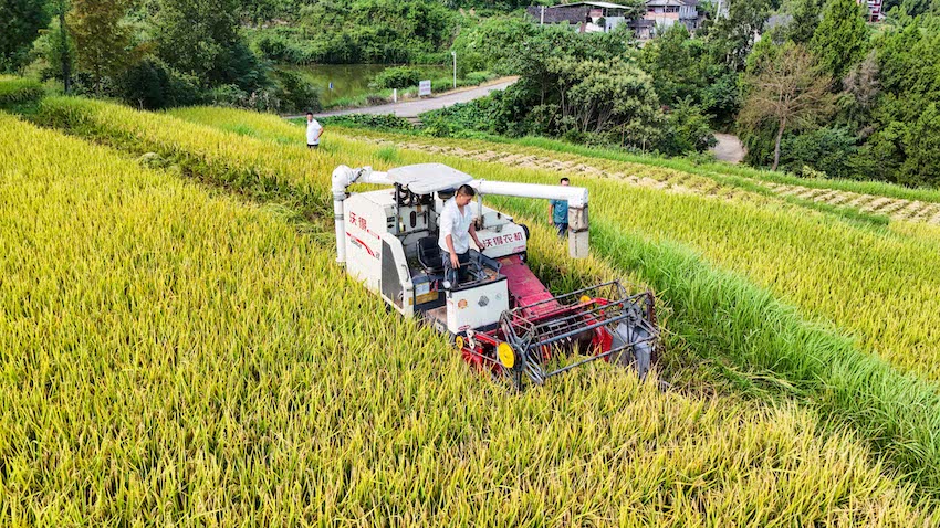 農機手頭頂烈日，駕駛收割機在田間來回穿梭 。張書浩供圖