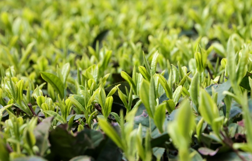 嫩綠茶芽。高縣融媒體中心供圖