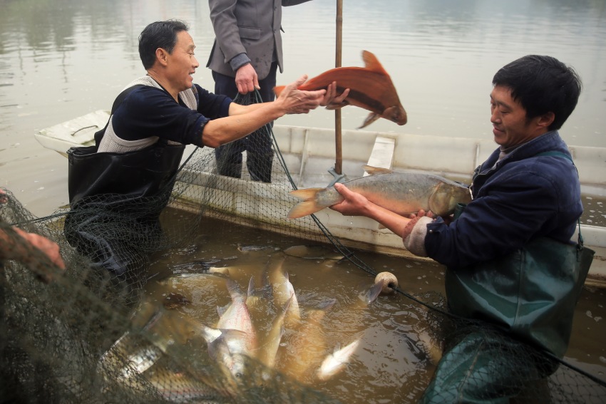 李申學(xué)養(yǎng)殖的胭脂魚等特種魚類。江北鎮(zhèn)政府供圖