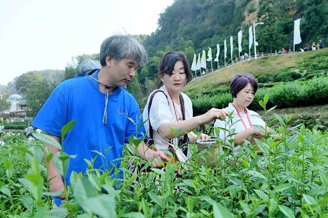 采茶。榮縣融媒供圖