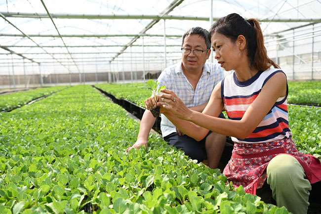 技術人員苗床指導。蔣兵供圖