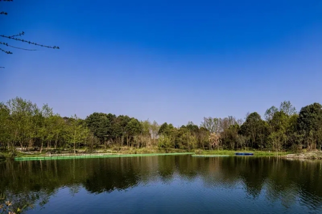 云橋濕地實景。主辦方供圖