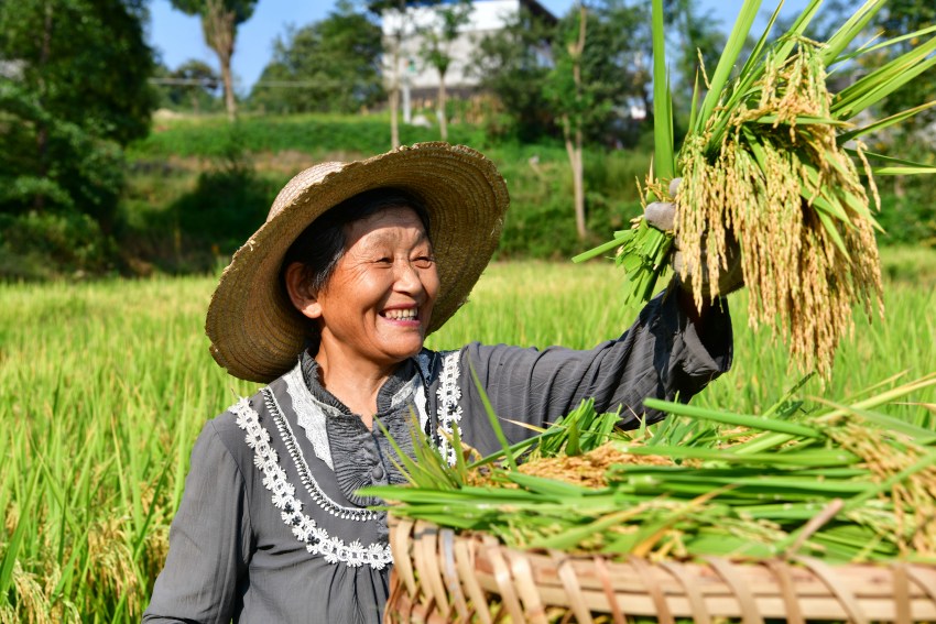 水稻豐收村民笑開(kāi)顏。閬中市委宣傳部供圖