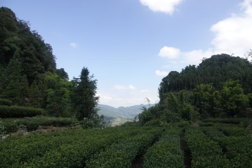 西南石油局定點幫扶的白鳳村茶園。蘇云婷攝