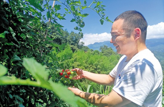 張碗村村民查看小番茄長勢